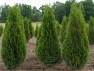 Thuja