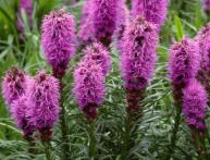 Liatris