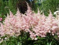 Astilbe