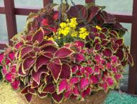 Coleus