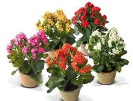 Kalanchoe