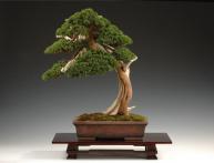 Bonsai