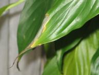 Spathiphyllum