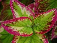 Coleus