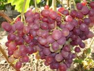 Uvas Líbia