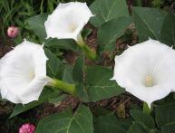 Datura