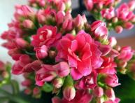 Kalanchoe Kalandiva