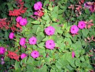 Mirabilis jalapa