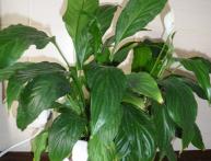 Spathiphyllum em casa