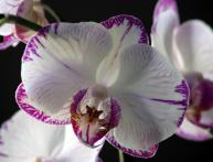 Flores de orquídea durante a floração