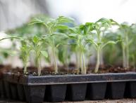 Tomates para mudas