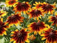 rudbeckia