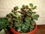 Crassula ovata