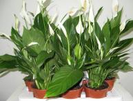 Spathiphyllum ou "felicidade feminina"