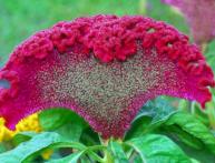 Pente Celosia