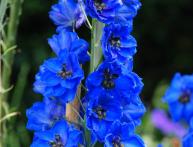 Delphinium