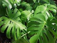 Monstera (folhas)