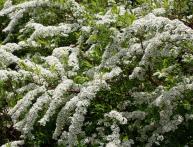 Spiraea arguta