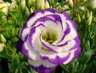 Eustoma