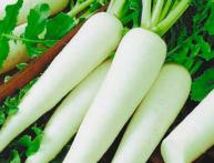 Daikon