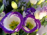 Eustoma