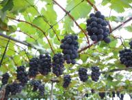 Uvas