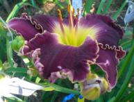 Hemerocallis