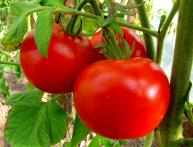 Tomates precoces