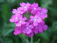 Verbena