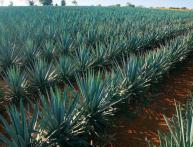 Agave