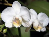 Orquídeas