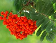 Sorbus