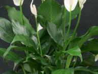 spathiphyllum