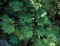 Fatsia