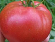 Tomate