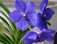 Vanda Orquídea