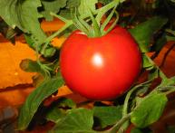 Tomate