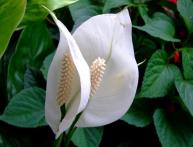 Spathiphyllum