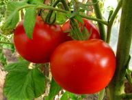 Tomates