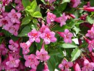 Weigela