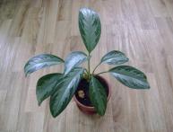 Reprodução de Aglaonema