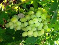 Uvas