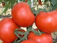 Tomate