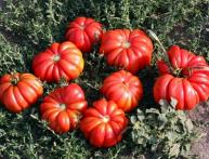 Tomates