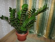 Zamioculcas