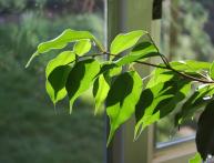 Ficus benjamina, ramo