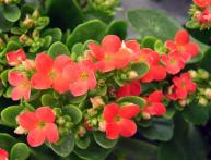 Kalanchoe