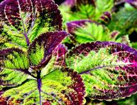 Coleus forskohlii, planta