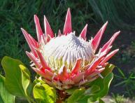 Alcachofra protea