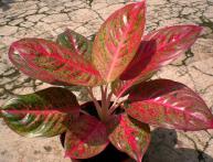 Aglaonema